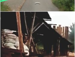 Publik Meminta Semua Pihak Berwenang Memeriksa Kelengkapan izin Tempat Usaha Industeri Pengolahan kayu,”